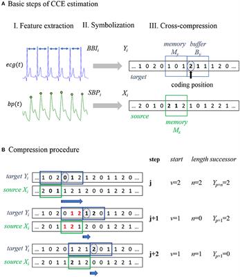 Baroreflex Coupling Assessed by Cross-Compression Entropy